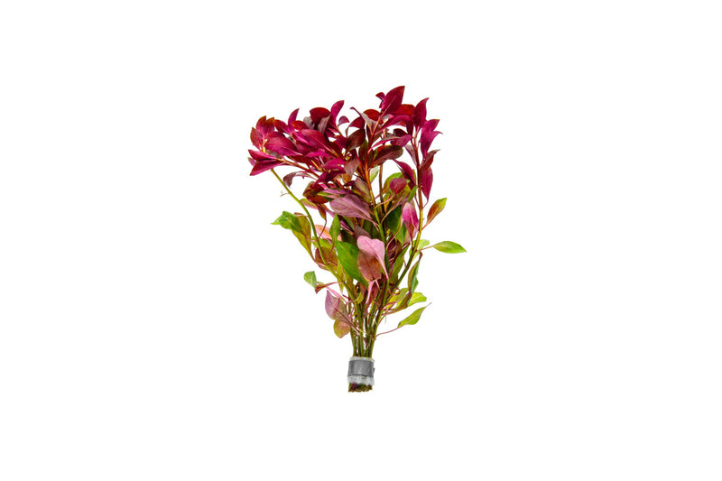 Ludwigia Peruensis/Gladulosa var. Diamond Aquatic Plant - Buce Plant