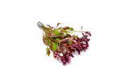 Ludwigia Peruensis/Gladulosa var. Diamond Aquatic Plant - Buce Plant