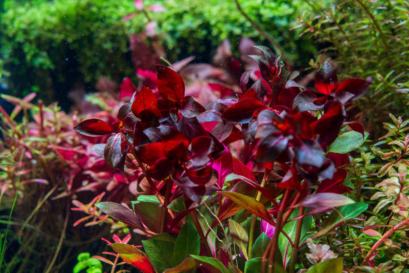 Ludwigia Peruensis/Gladulosa var. Diamond Aquatic Plant - Buce Plant