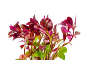 Ludwigia Peruensis/Gladulosa var. Diamond Aquatic Plant - Buce Plant
