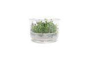 Ludwigia Peruensis UNS Tissue Culture Aquatic Plant - Buce Plant