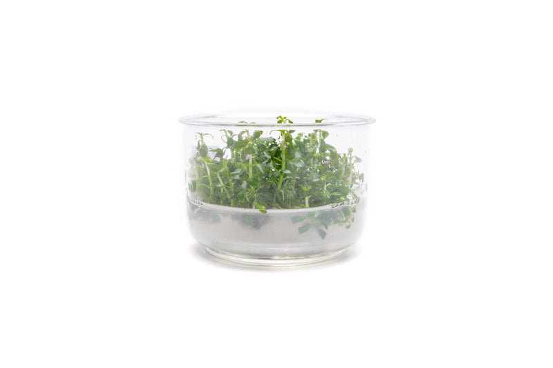 Ludwigia Peruensis UNS Tissue Culture Aquatic Plant - Buce Plant