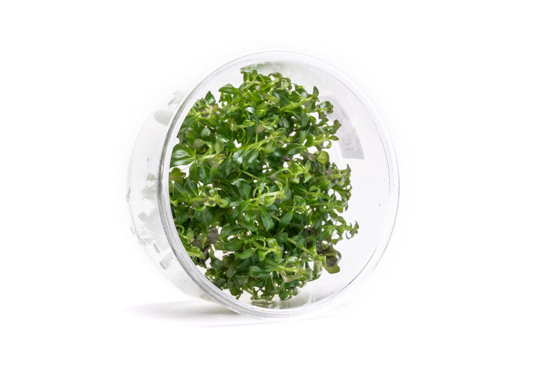 Ludwigia Peruensis UNS Tissue Culture Aquatic Plant - Buce Plant