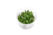 Ludwigia Peruensis UNS Tissue Culture Aquatic Plant - Buce Plant
