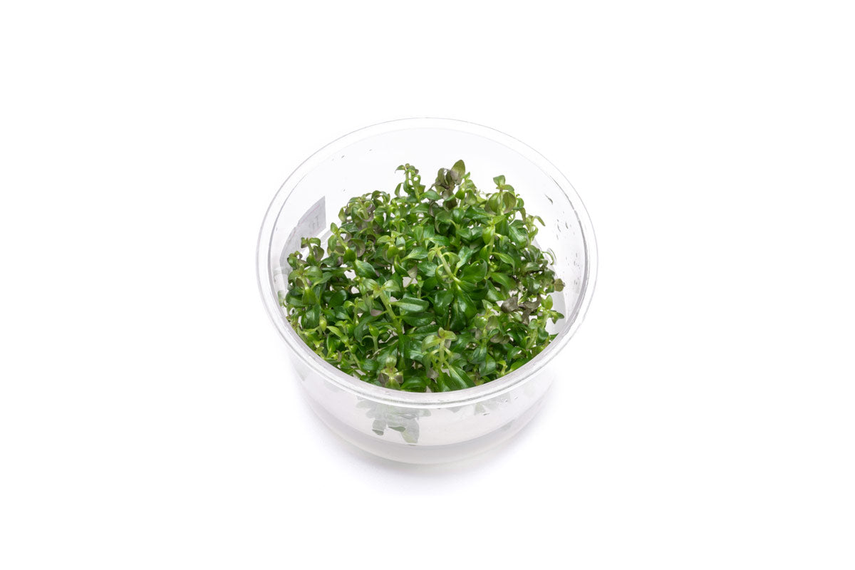 Ludwigia Peruensis UNS Tissue Culture — Buce Plant