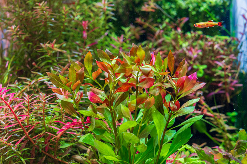 Ludwigia Repens aquatic plant from ACW with vibrant green and red foliage for freshwater aquariums.