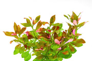 Ludwigia Repens aquatic plant from ACW with vibrant green and red leaves, ideal for freshwater aquarium decoration.