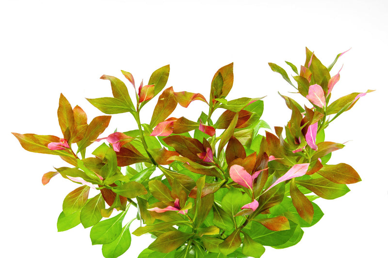 Ludwigia Repens aquatic plant from ACW with vibrant green and red leaves, ideal for freshwater aquarium decoration.