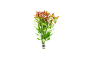 Ludwigia Repens aquatic plant by ACW with vibrant green and red foliage, ideal for freshwater aquariums.