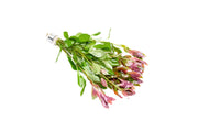 Healthy Ludwigia Repens aquatic plant from ACW, showcasing vibrant green and red stems suitable for freshwater aquariums.