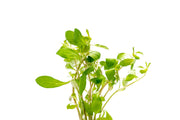 Ludwigia Repens aquatic plant from ACW with vibrant green and red leaves, ideal for freshwater aquariums.