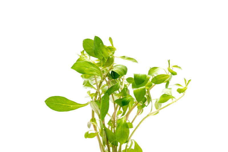 Ludwigia Repens aquatic plant from ACW with vibrant green and red leaves, ideal for freshwater aquariums.