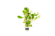 Ludwigia Repens aquatic plant from ACW with vibrant green and reddish leaves, suitable for freshwater aquariums.