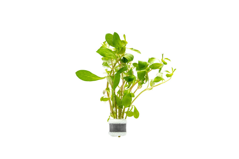 Ludwigia Repens aquatic plant from ACW with vibrant green and reddish leaves, suitable for freshwater aquariums.