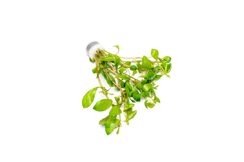 Healthy Ludwigia Repens aquatic plant from ACW with vibrant green and red leaves, ideal for freshwater aquariums.