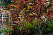 Ludwigia Sedioides Aquatic Plant - Buce Plant
