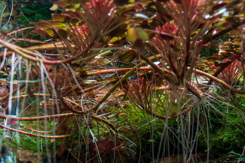 Ludwigia Sedioides Aquatic Plant - Buce Plant