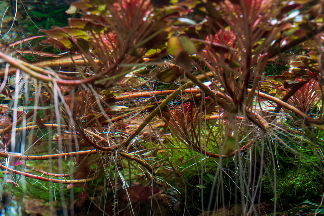 Ludwigia Sedioides