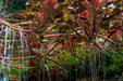 Ludwigia Sedioides