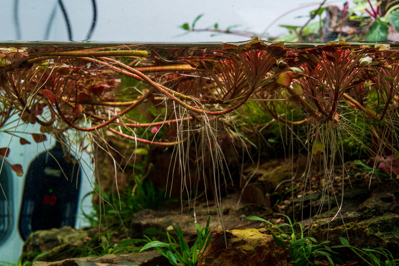 Ludwigia Sedioides Aquatic Plant - Buce Plant