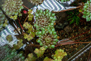 Ludwigia Sedioides Aquatic Plant - Buce Plant