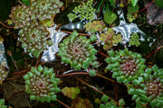 Ludwigia Sedioides Aquatic Plant - Buce Plant