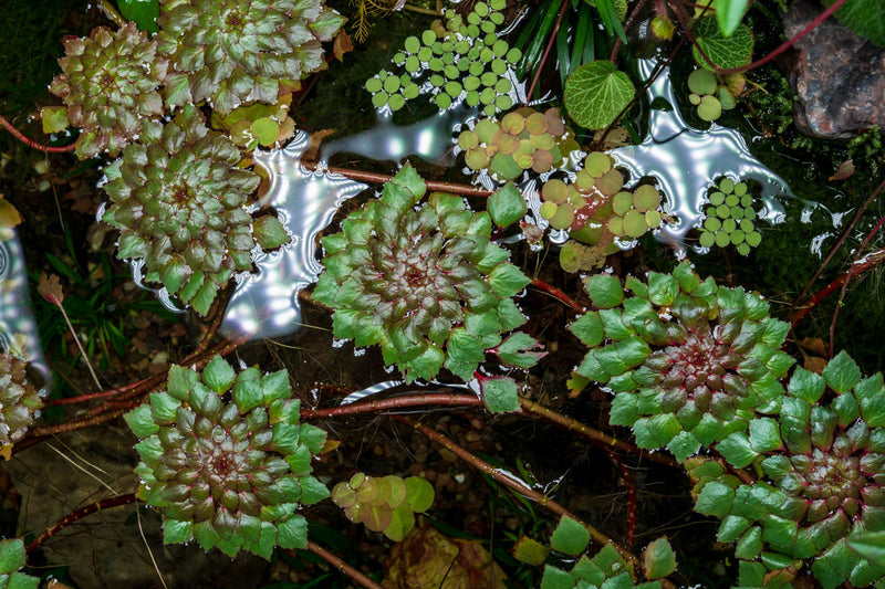 Ludwigia Sedioides Aquatic Plant - Buce Plant