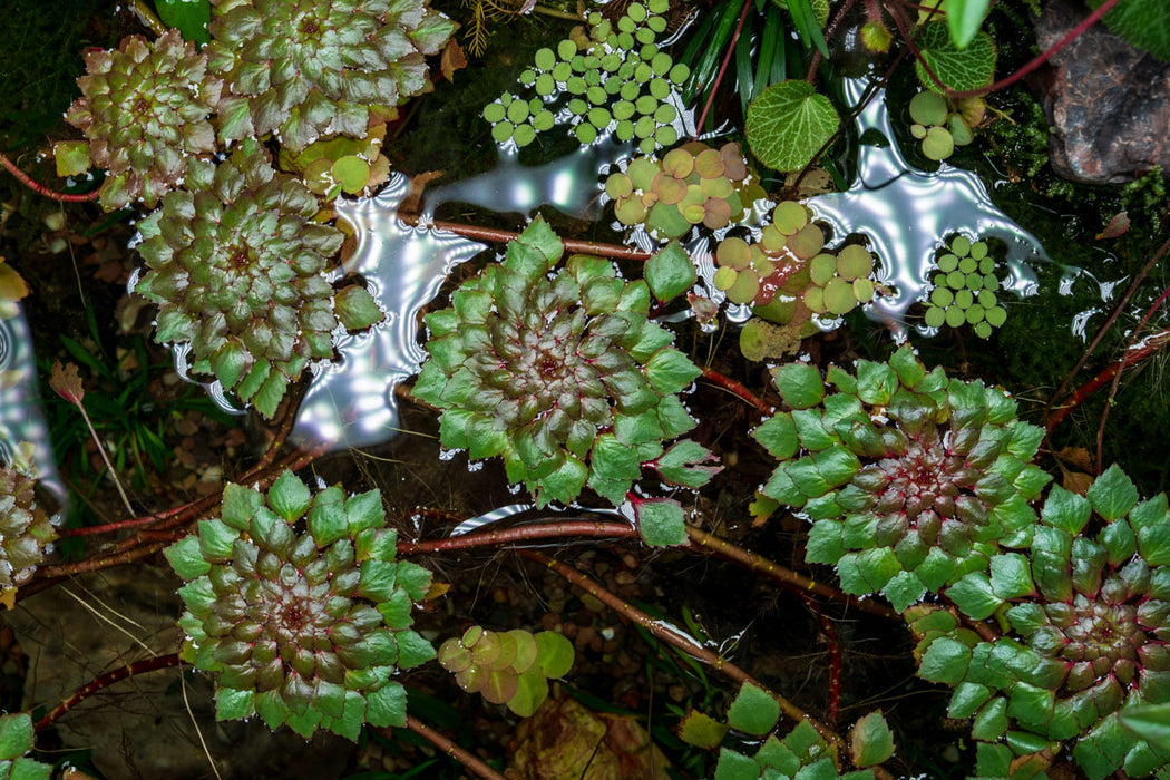 Ludwigia Sedioides