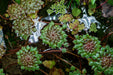 Ludwigia Sedioides