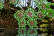 Ludwigia Sedioides Aquatic Plant - Buce Plant