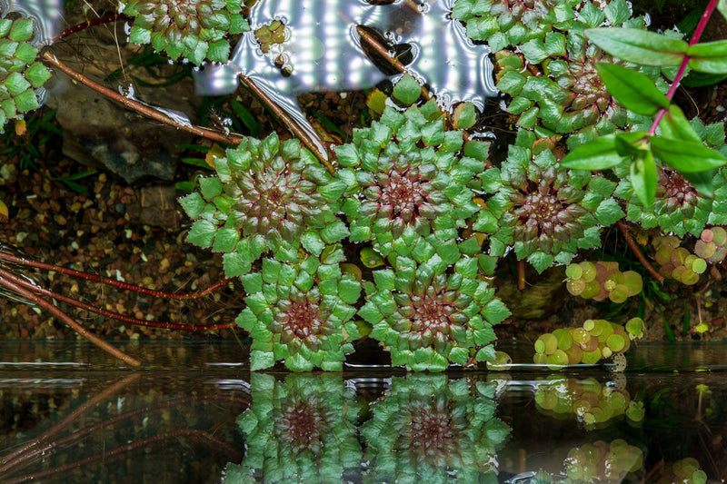 Ludwigia Sedioides Aquatic Plant - Buce Plant