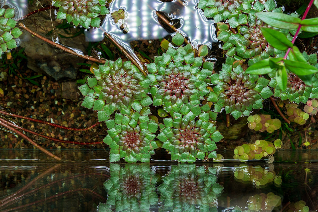 Ludwigia Sedioides