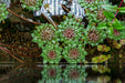 Ludwigia Sedioides
