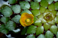 Ludwigia Sedioides