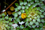 Ludwigia Sedioides Aquatic Plant - Buce Plant