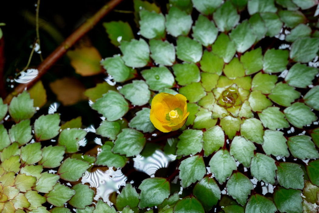 Ludwigia Sedioides