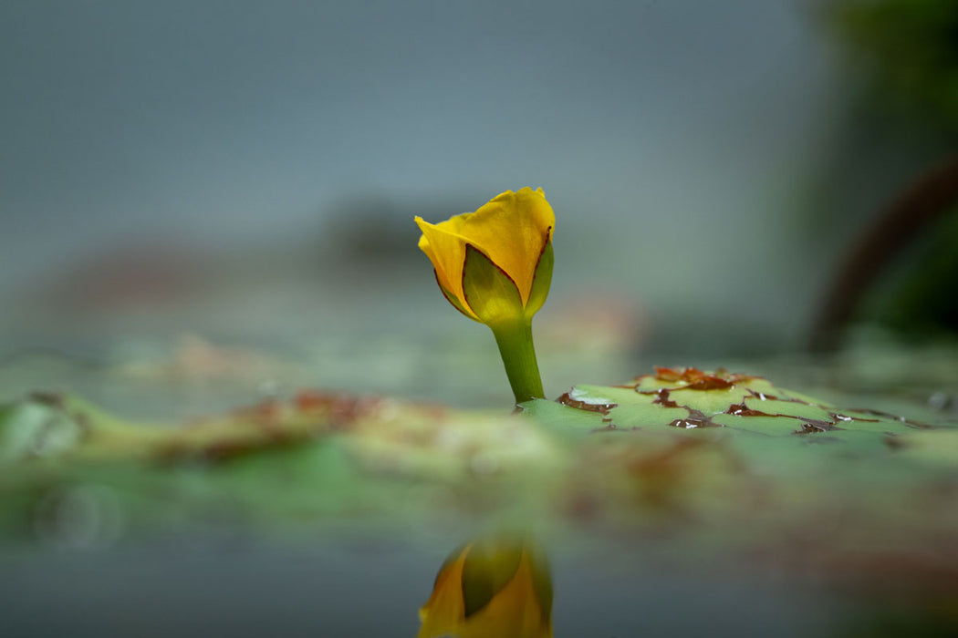 Ludwigia Sedioides