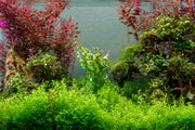 Healthy Ludwigia Senegalensis aquatic plant from CPA with vibrant green and reddish stems for freshwater aquariums.