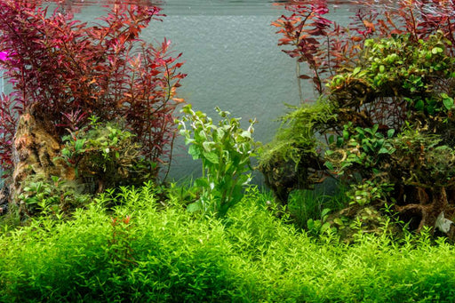 Healthy Ludwigia Senegalensis aquatic plant from CPA with vibrant green and reddish stems for freshwater aquariums.