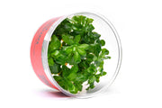 Ludwigia Sphaerocarpa aquatic plant from CPA with vibrant green, rounded leaves suitable for freshwater aquariums.