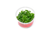 Ludwigia Sphaerocarpa aquatic plant from CPA with vibrant green, rounded leaves suitable for freshwater aquariums.