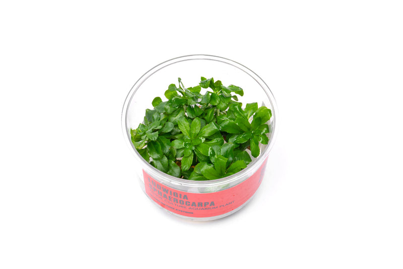 Ludwigia Sphaerocarpa aquatic plant from CPA with vibrant green, rounded leaves suitable for freshwater aquariums.