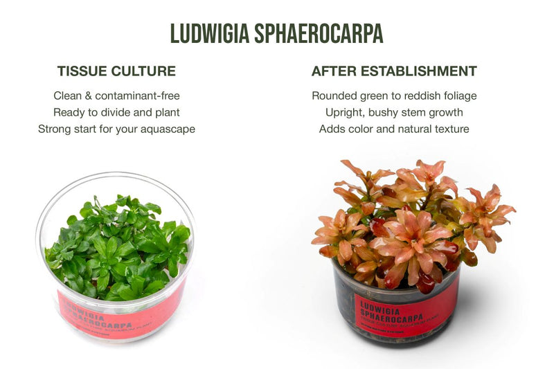 Ludwigia Sphaerocarpa
