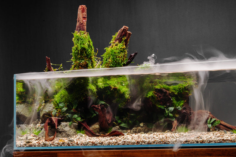 Malaysian Driftwood Driftwood - Buce Plant