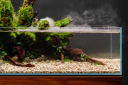 Malaysian Driftwood Driftwood - Buce Plant