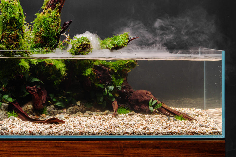 Malaysian Driftwood Driftwood - Buce Plant