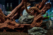Malaysian Driftwood Driftwood - Buce Plant