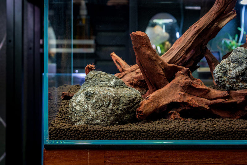 Malaysian Driftwood Driftwood - Buce Plant