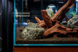 Malaysian Driftwood
