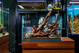 Malaysian Driftwood